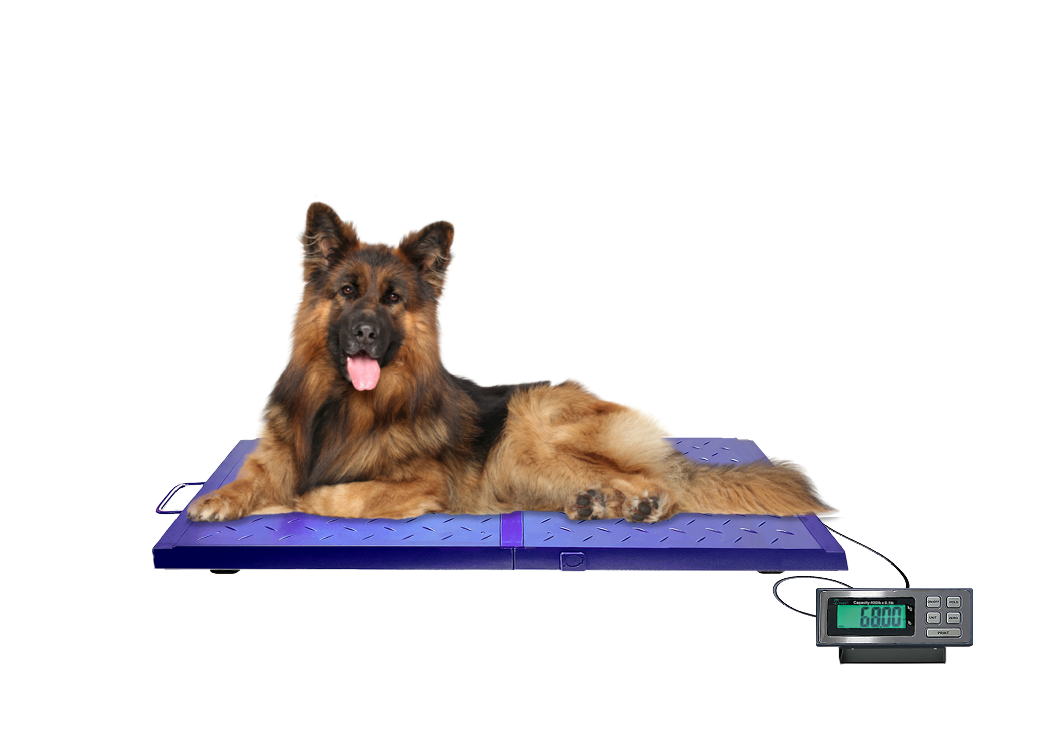 Veterinary Scales - 400 lb x 0.1lb