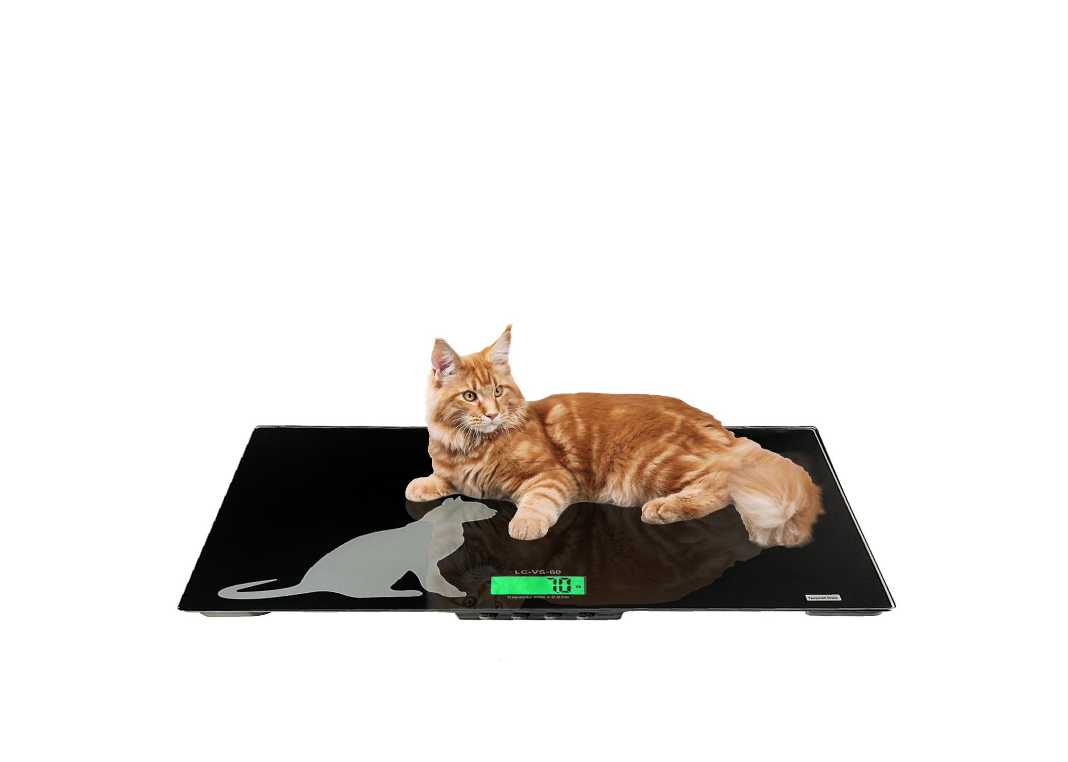 Veterinary Scales - 60 lb x 0.02lb / 0.2oz